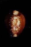 s_(Cypraea caputserpentis )