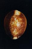 s_(Cypraea caputserpentis )