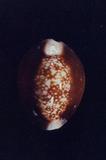 s_(Cypraea caputserpentis )