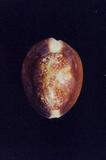 s_(Cypraea caputserpentis )