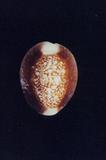 s_(Cypraea caputserpentis )