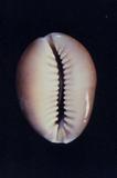 s_(Cypraea caputserpentis )