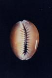 s_(Cypraea caputserpentis )