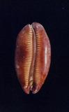 酒桶寶螺(Cypraea (Talparia) talpa )