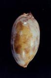 花枕寶螺(Cypraea (Mauritia) eglantina )