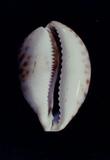 ¬P_(Cypraea (Cypraea) tigris )