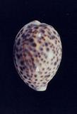 ¬P_(Cypraea (Cypraea) tigris )