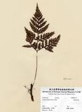 中文名：海州骨碎補 (H000742...