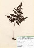 WG{H (H000867)
