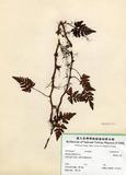 中文名：鱗葉陰石蕨 (H001025...