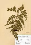 中文名：大膜蓋蕨 (H001048)