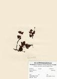 中文名：鱗葉陰石蕨 (H001171...