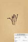 WGOWտ (H003556)