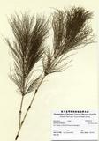 WGEquisetum sylvaticum L. (H004530)