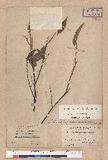 Litsea cubeba (Lour.) Persoon 山胡椒