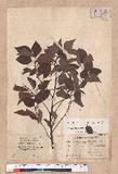 Cinnamomum camphora (L.) Nees & Eberm. var. nominale Hayata ݼ