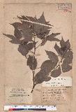 Cinnamomum camphora (L.) Nees & Eberm. var. nominale Hayata ݼ
