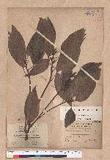 Cinnamomum micranthum (Hayata) Hayata N