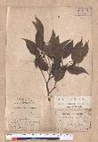 Cinnamomum micranthum (Hayata) Hayata N