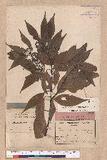 Cinnamomum loureiri Nees