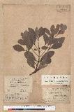 Machilus obovatifolia (Hayata) Kanehira & Sasaki 倒卵葉楠