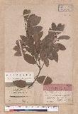 Cinnamomum pseudo-pedunculatum Hayata