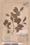 Cinnamomum reticulatum Hayata g