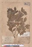 Cinnamomum reticulatum Hayata 土樟