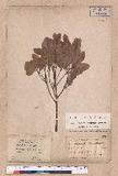 Cinnamomum reticulatum Hayata g