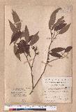 Lindera communis Hemsl. 香葉樹