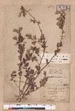 Lindera glauca (Sieb. & Zucc.) Blume var. kawakmaii (Hayata) Sasaki