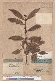 Litsea luzonica (Blume) F. Vill.