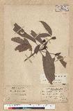 Machilus psendolongifolia Hayata 