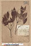 Neolitsea acuminatissima (Hayata) Kanehira et Sasaki 高山新木薑子