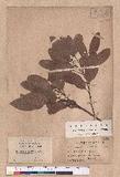 Cryptocarya konish...