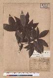 Lithocarpus spicata Rehder & E. H. Wilson var. brevipetiolata