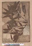 Quercus longinux (Hayata) Schott. 錐果櫟