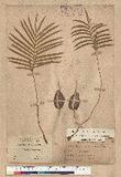 Cycas taitungensis C. F. Shen K. D. Hill C. H. Tsou & C. J. Chen 臺灣蘇鐵