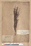 Pinus armandii Franchet var. masteriana Hayata OWؤsQ