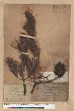 Pinus formosana Hayata OWQ