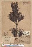 Pinus formosana Hayata OWQ