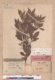 Cinnamomum doederleinii Engl.