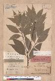 Cinnamomum loureiri Nees