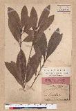 Lithocarpus edulis Nakai