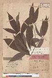 Machilus japonica Siebold et Zucc. 饻()