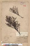Tsuga chinensis (Franch.) Pritz. ex Diels var. formosana (Hayata) Li & Keng OWK