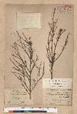 Tsuga chinensis (Franch.) Pritz. ex Diels var. formosana (Hayata) Li & Keng OWK