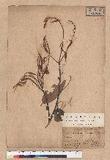 Castanopsis taiwaniana Hayata