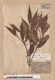 Lithocarpus amygdalifolius (Skan ex Forbes & Hemsl.) Hayata 杏葉石櫟
