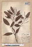 Quercus breviceaudata (Skan) Hayata